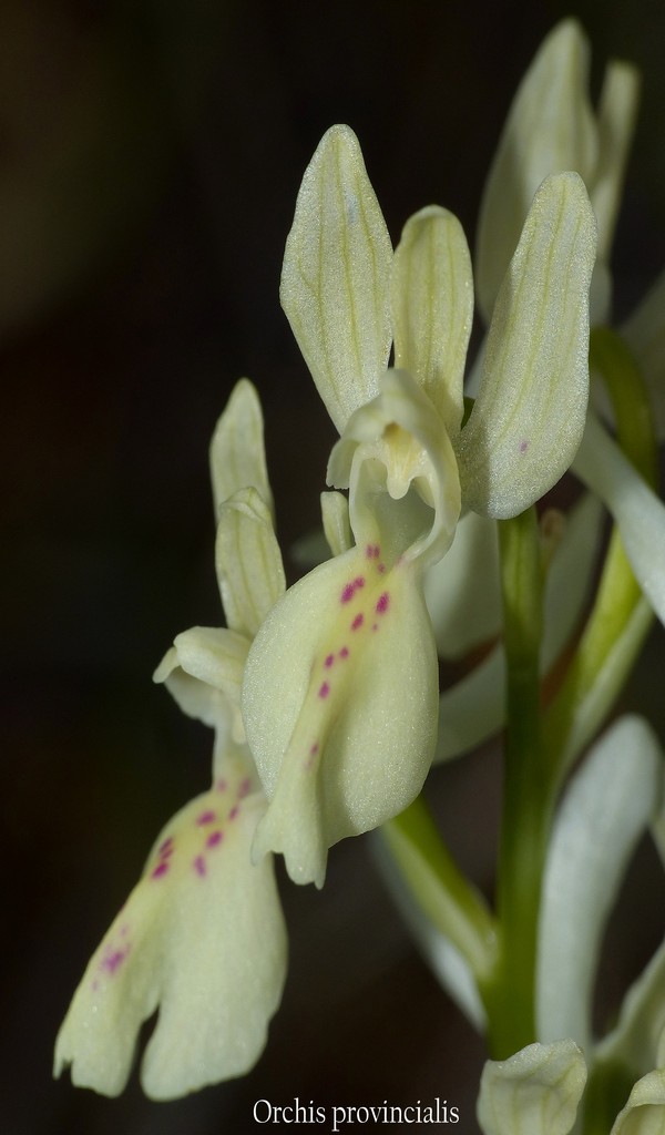 O.pauciflora, O.provincialis, O.quadripunctata, O.xcolemanii, 4 belle Orchis.